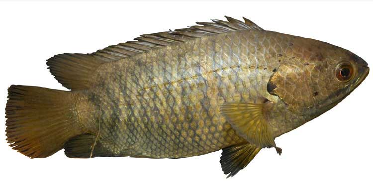 কই মাছ