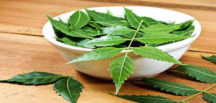 নিম