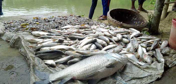 মাছের ফর্মালিন দূর করার ম্যাজিক টিপস