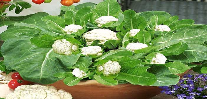ফুলকপি