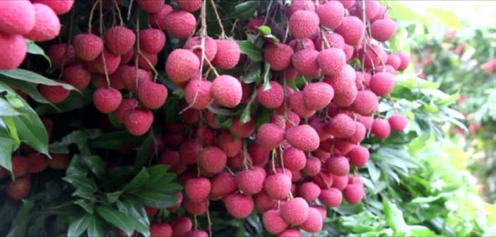 লিচুর ফল ঝরা রোগ দূর করার ম্যাজিক টিপস