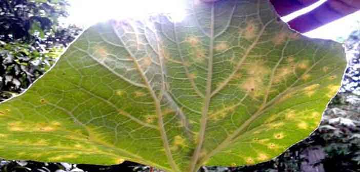 লাউয়ের পাতার দাগ দূর করার ম্যাজিক টিপস