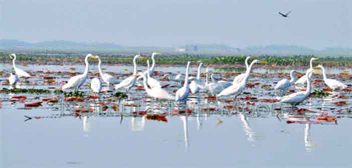 বাইক্কা বিল