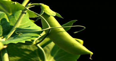 মটরশুঁটি