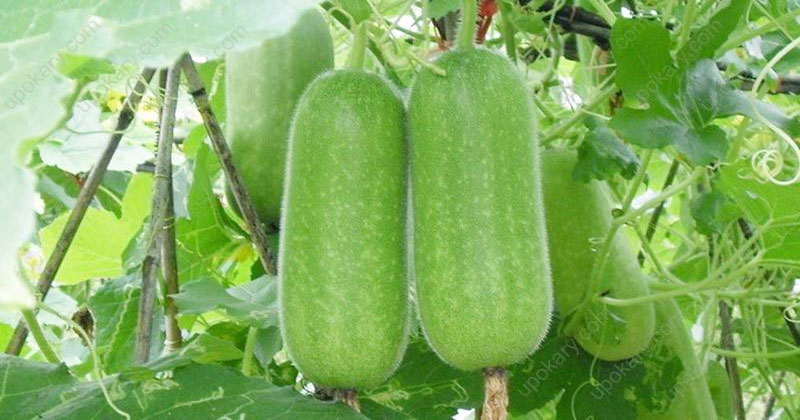 চালকুমড়া