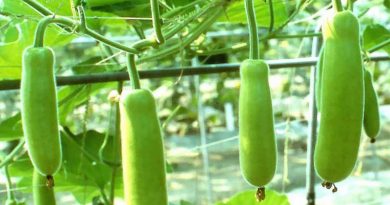 লাউ