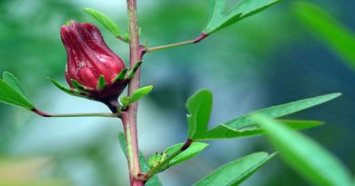 চুকুর