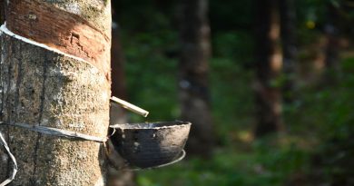 রাবার