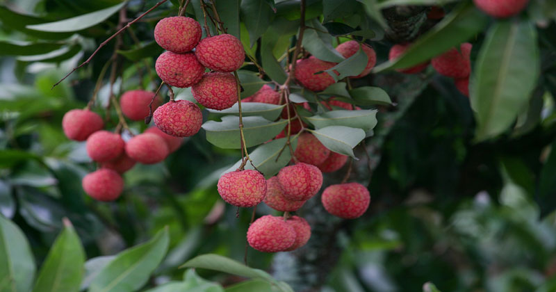 লিচু চাষ